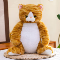 Orange Cat
