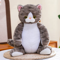 Dragon Li Cat
