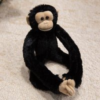 Chimpanzee