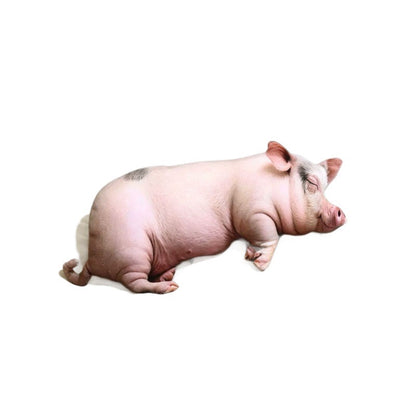 Realistic Piglet Cuddle Cushion